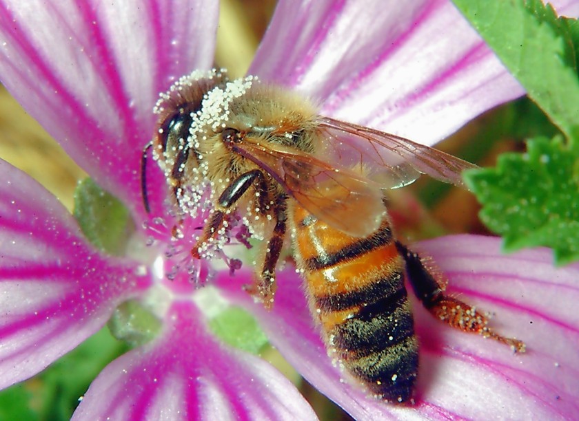 Per chi ama la macrofotografia